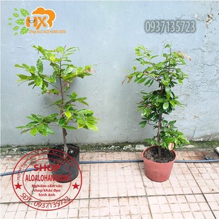 cây mai vàng ( mai giảo )