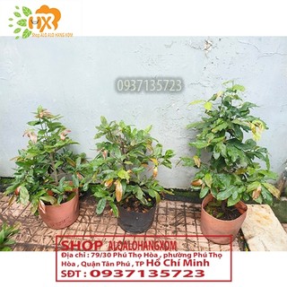 cây mai vàng ( mai giảo )