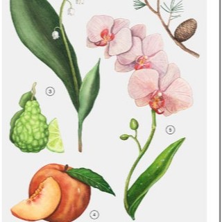 (Auth) Nước hoa Zara Orchid 180ml