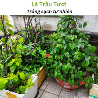 500 gram Lá Trầu Không Tươi - Dùng Xông - Tắm - Hơ Rất Tốt.