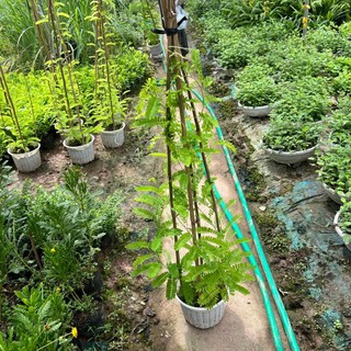 Cây cam thảo cây dược liệu cao 1m .