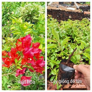 Cây giống hoa giấy Đỏ Lửa , giâm cành nguyên bản.
