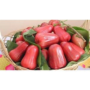 Cây giống quả roi đỏ mọng