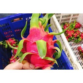 CÂY GIỐNG THANH LONG ĐỎ