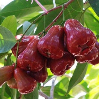  Cây giống mận  đỏ An Phước không hạt   roi không hạt  