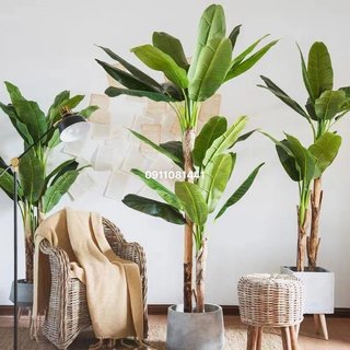 Cây chuối giả trang trí,Cây chuối quê bộ 3 thân lá liền độ cao 160cm