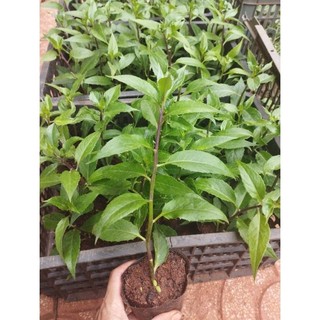 5 cây rau rừng (rau lủi gia lai)