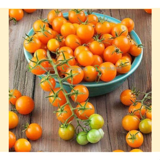 [Hạt giống Mỹ] Gói 6 hạt giống Cà chua Sun Gold cà chua trái cây giống chịu nhiệt sai quả năng suất cao ngon ngọt