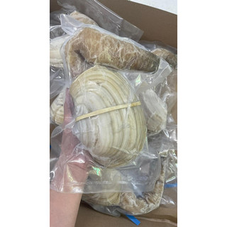 [Hoả Tốc SG] 1 Con Ốc vòi voi ngộp cấp đông (500gr - 800gr)