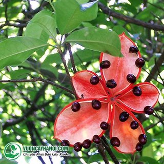 Com bo 2 cây giống hạt sang