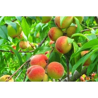 Cây giống quả đào mèo- cây đào ăn quả Sa Pa siêu ngọt siêu trái