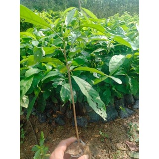 Com bo 2 cây giống hạt sang