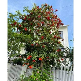 Com bo 2 cây giống hạt sang