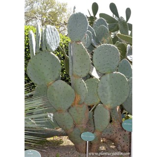 XƯƠNG RỒNG Opuntia robusta ( TAII VOII ) BÁN THEO TAI CẮT TƯƠI ĐƯỜNG KÍNH LÁ 16-19CM