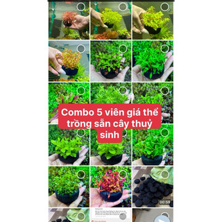combo tuyệt sắc - 5 cây thuỷ sinh gắn sẵn giá thể dinh dưỡng đủ màu sắc