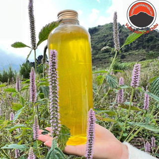  Mật ong rừng hoa bạc hà nguyên chất 100%  1 lít  cao nguyên đá Đồng Văn - Hà Giang. Đặc sản mật ong rừng Tây Bắc 