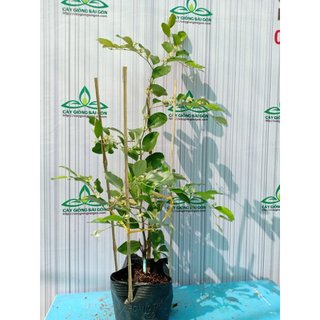 Cây giống táo xanh