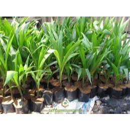 Cây giống dừa ngon-giải khát mùa hè
