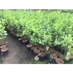 Khuyến mãi đặc biệt cây giống ổi - sở hữu vườn ổi ngon ngọt ngay tại nhà!