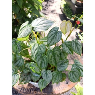 Cây trầu bà philodendron brandtianum 15-20cm(chỉ giao hoả tốc HCM)