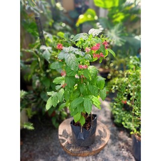 Cây dây leo sử quân tử chưa hoa 50-60cm(chỉ giao hỏa tốc HCM)