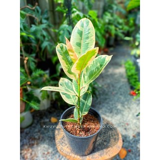 Cây đa búp đỏ cẩm thạch 1 thân size 50-60cm