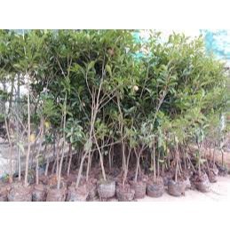 Cây trồng hồng xiêm