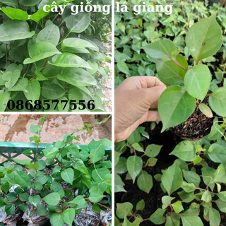 Cây lá giang dùng nấu canh chua - canh gà-xào thịt trâu