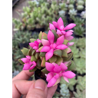 cây sen đá hồng sao, ba màu râu[Có sẵn] 🌵 [Chính hãng]⚡ [Ảnh thật] ❤ [FreeShip]