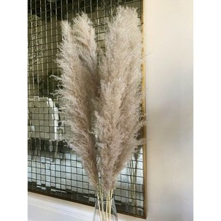 SIÊU KHUYẾN MÃI CÂY LAU