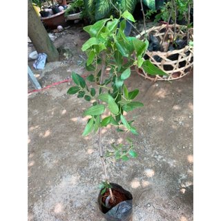 Khuyến mãi đặc biệt cây giống táo tàu