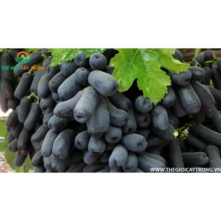 CÂY GIỐNG NHO