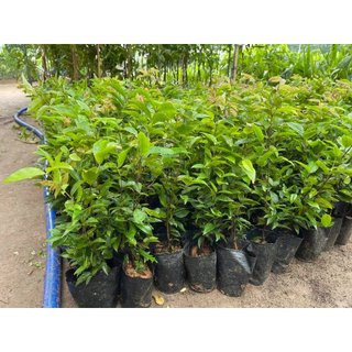 CÂY GIỐNG NHO