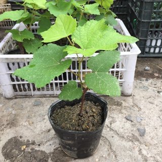 CÂY GIỐNG NHO