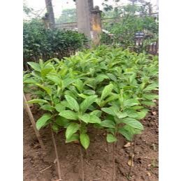 CÂY GIỐNG HỒNG