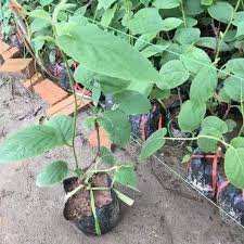 Khuyến mãi đặc biệt cây giống kiwi