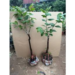 CÂY GIỐNG HỒNG