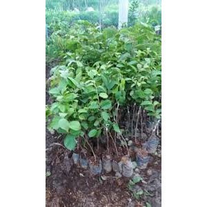 CÂY GIỐNG HỒNG