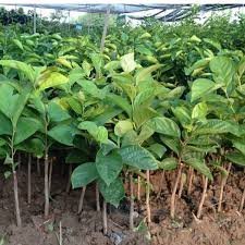 CÂY GIỐNG HỒNG