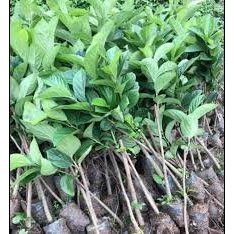 CÂY GIỐNG HỒNG