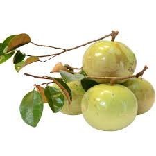 MÙA VÚ SỮA