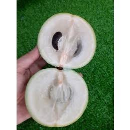 MÙA VÚ SỮA
