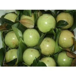 MÙA VÚ SỮA