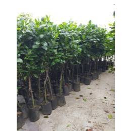 CÂY GIỐNG MÍT