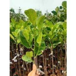 CÂY GIỐNG MÍT