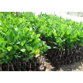 CÂY GIỐNG MÍT