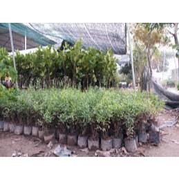 CÂY GIỐNG LỰU