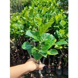 CÂY GIỐNG MÍT