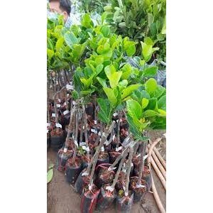 CÂY GIỐNG MÍT
