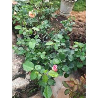 Combo Trĩ Nhện